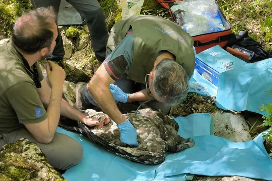Niedowierzanie w zoologii: rodzi się pierwsze młode chronionego zwierzęcia na wolności po 100 latach