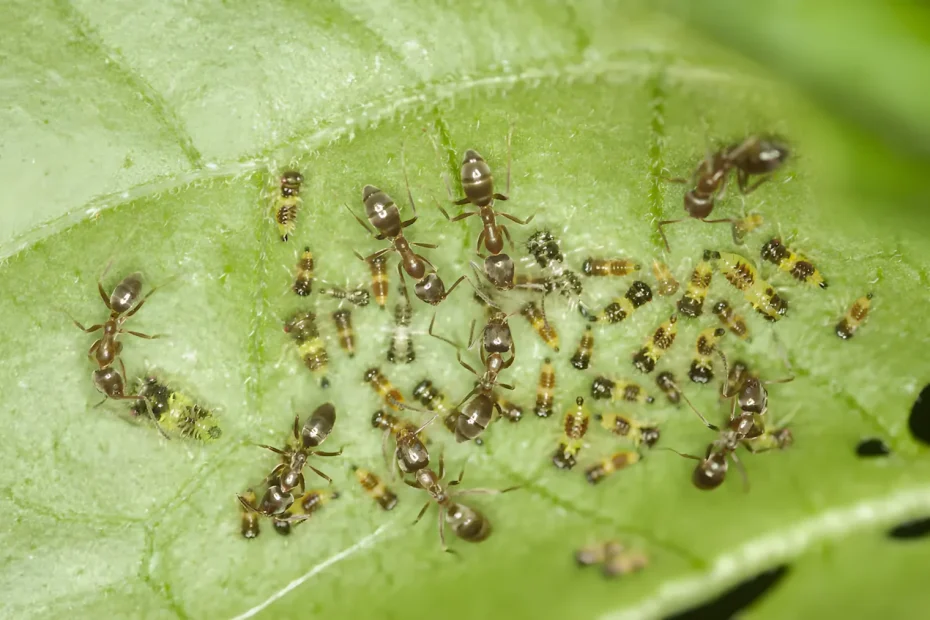 Zanim sięgniesz po insektycydy: jak pozbyć się pięciu powszechnych szkodników ogrodowych według ekspertów